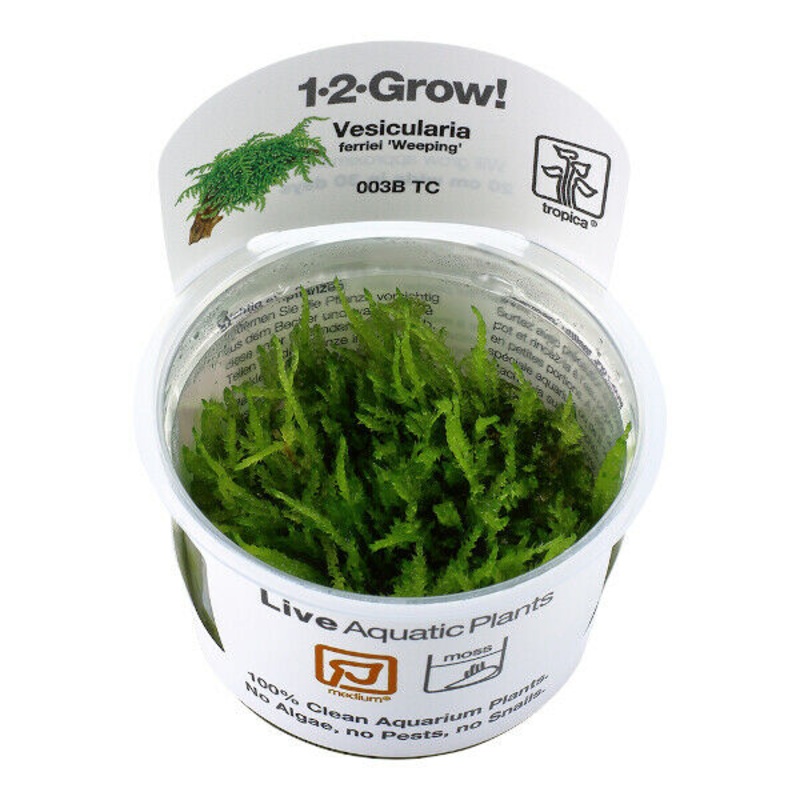 Tropica In Vitro 1-2-grow! Vesicularia ferriei ‘Weeping’