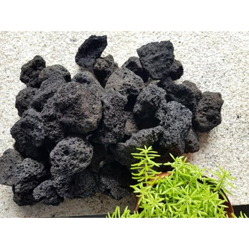 ANS Black Rose M (15-25cm) 20kg