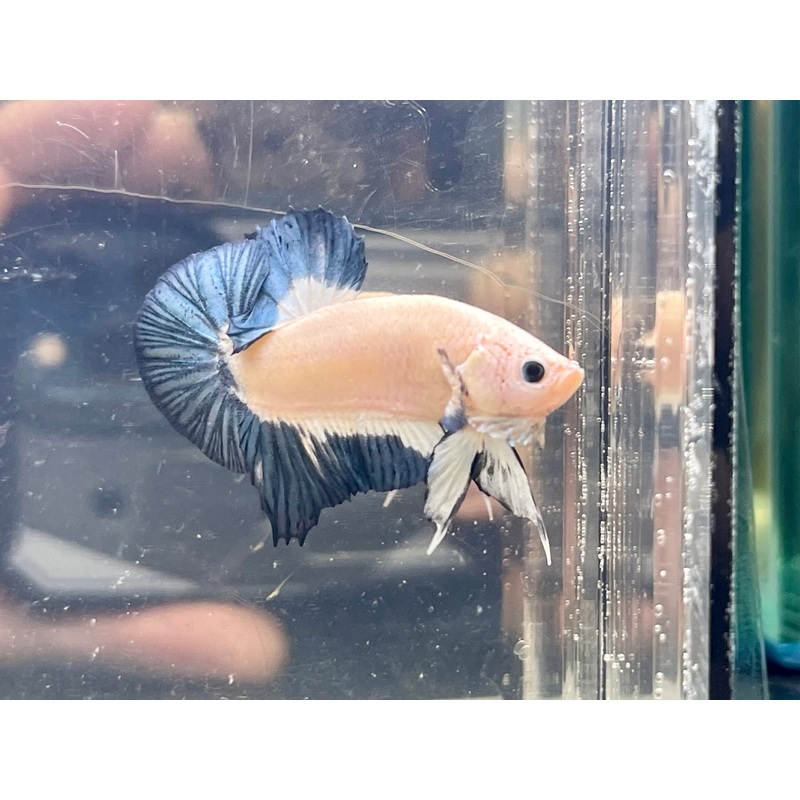 * Betta * Monster Marble HMPK #Y3 (Actual Fish)