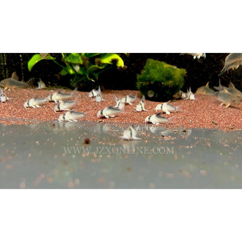 * Corydoras Duplicareus F1