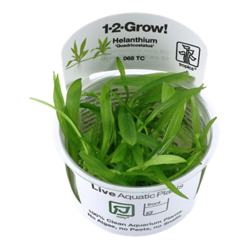 Tropica Helanthium ‘Quadricostatus’ 1-2-Grow!