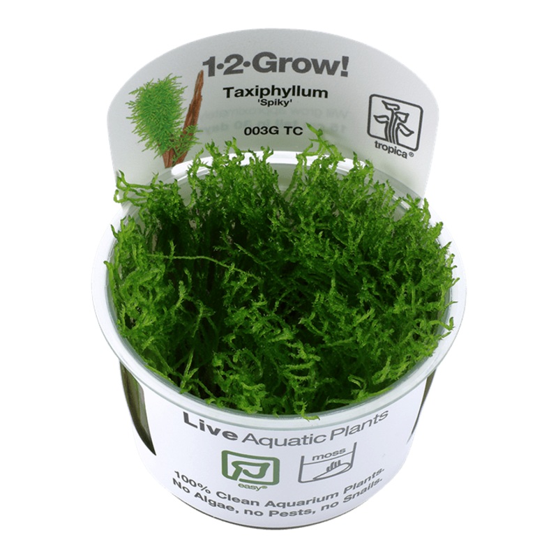Tropica Taxiphyllum ‘Spiky’ 1-2-GROW!