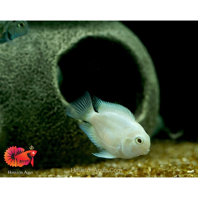 White Balloon Convict Cichlid – Size 3″ Balloon
