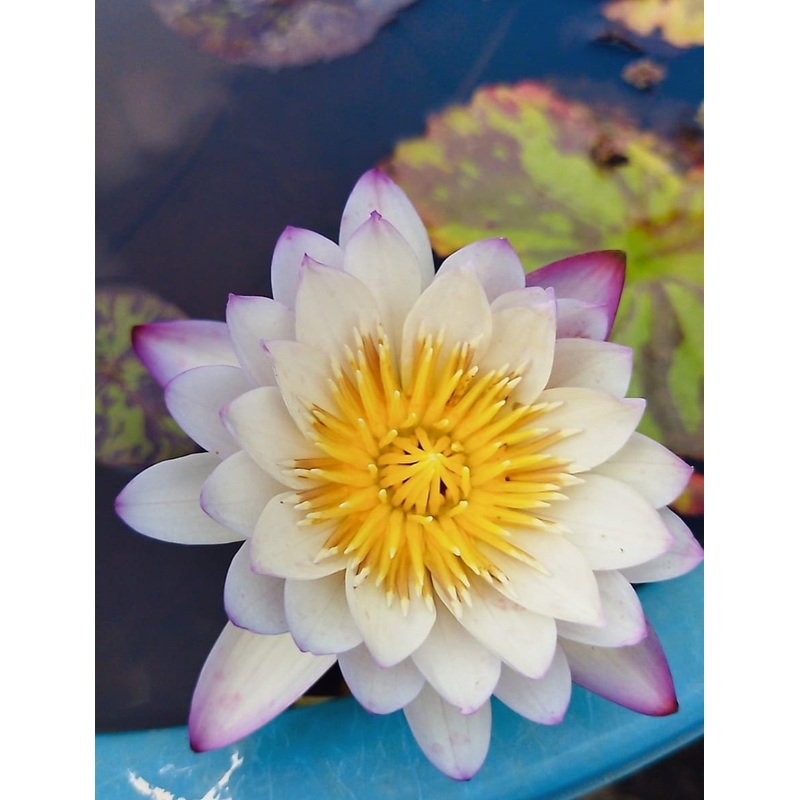 Anukoon exotic waterlily (Plant/Tuber)