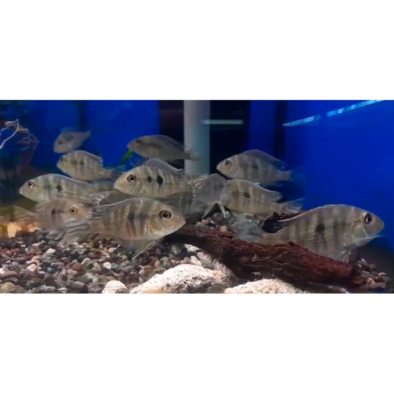 * Cichlids * Red head Tapajos Eartheater 4-5cm (10 pieces)