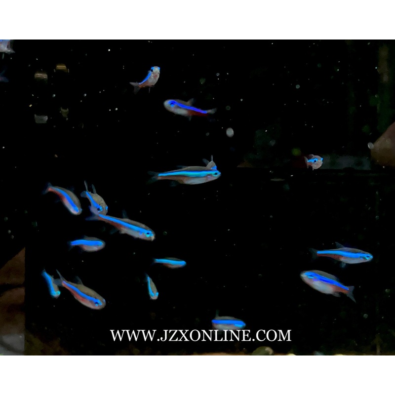 * Tetra * Green Neon Tetra (10 pieces)