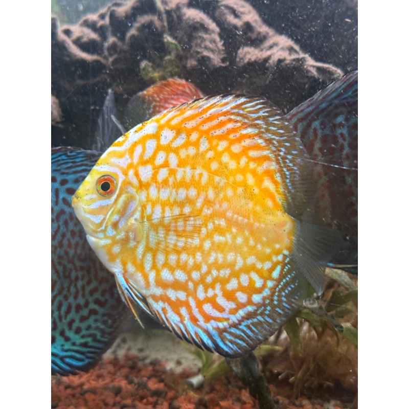 Yellow Pigeon Checkerboard Discus – 6cm