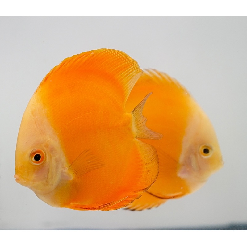 Yellow Watermelon Discus Fish Size 3.5-4 1 Discus
