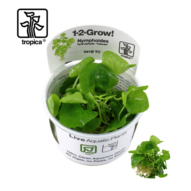 Tropica In-Vitro 1-2-Grow! Nymphoides Hydrophylla ‘Taiwan’