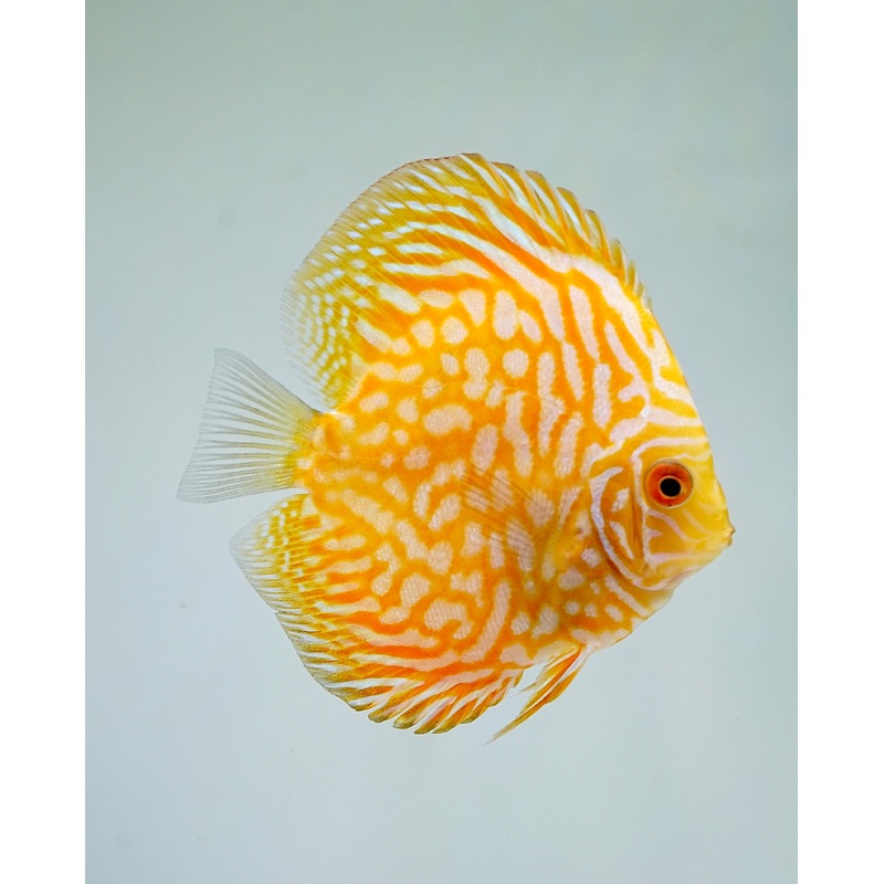 Yellow Pigeon Discus Size 3.5″-4″ 1 Discus