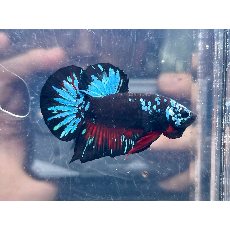 * Betta * Avatar HMPK #A16 (Actual Fish)