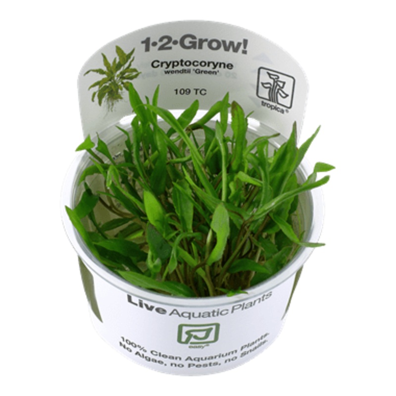 Tropica Cryptocoryne Wendtii ‘Green’ 1-2 GROW!