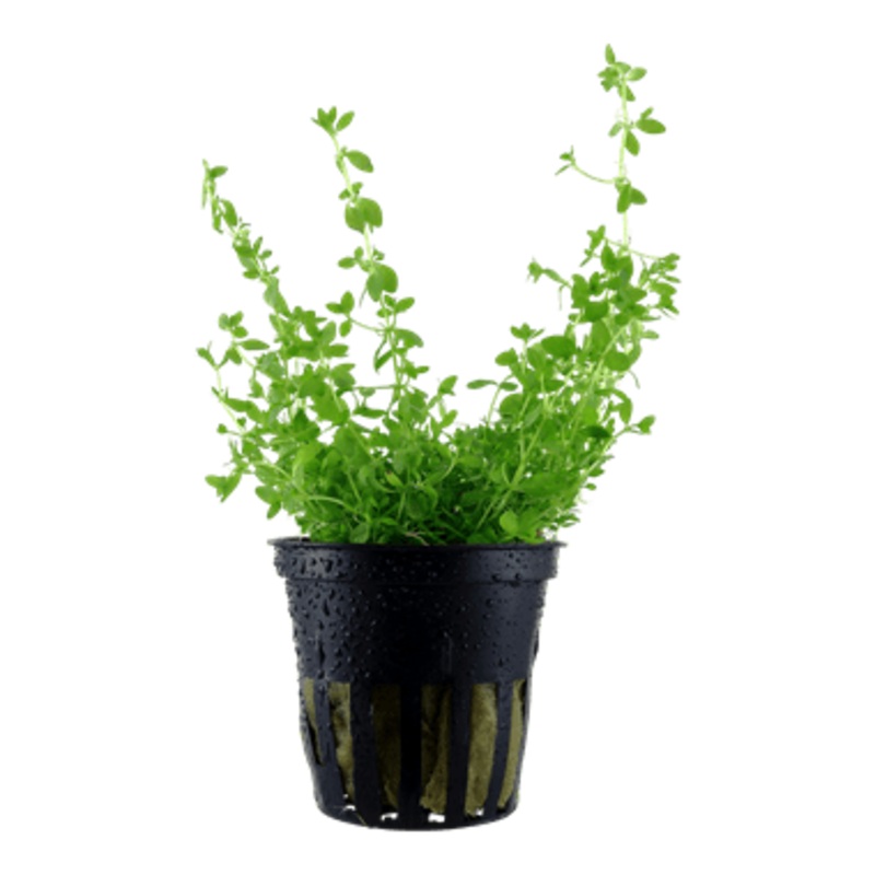 Tropica Hemianthus micranthemoides in Pot
