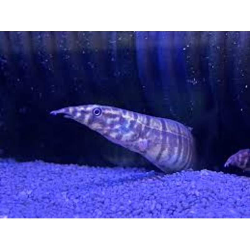 Zebra Spiny Eel
