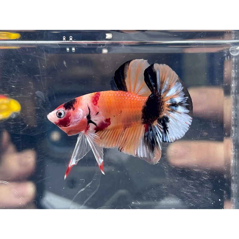 * Betta * Fancy HMPK (Actual Fish) #B13