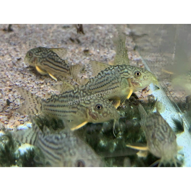 * Corydoras * Corydoras Sterbai (10 pieces)