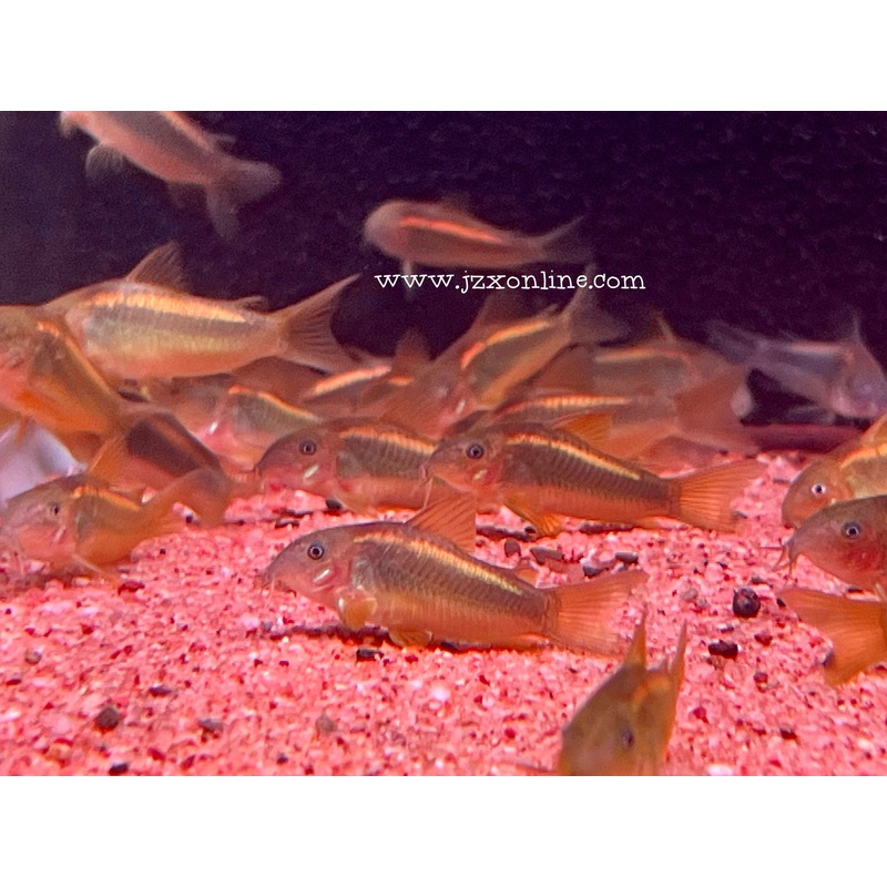 * Corydoras Gold Laser Captive 3-4cm