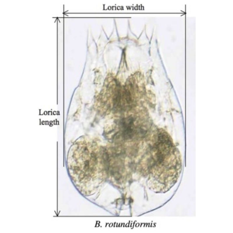 Marine Rotifers SS Strain (Brachionus Rotundiformis)
