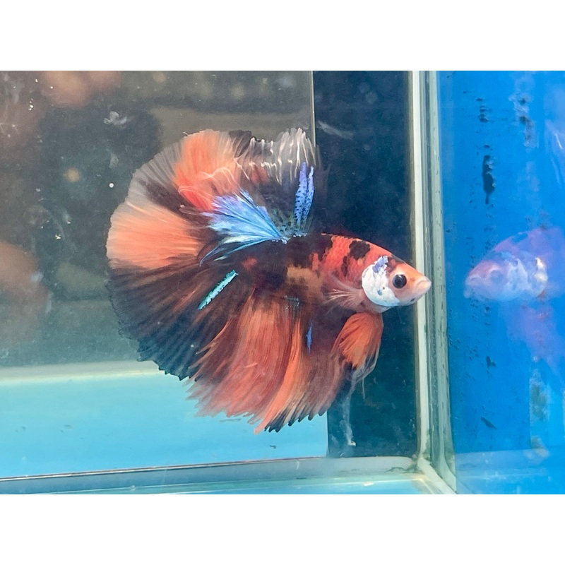 * Betta * Multicolour HM #HM70 (Actual Fish)