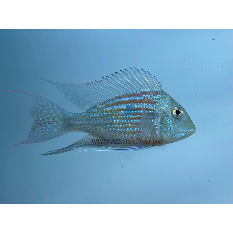 * Cichlids * Geophagus Sveni 10-12cm