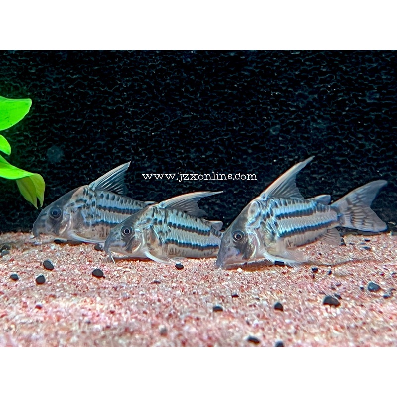 * Corydoras *  Corydoras Super Schwartzi CW28