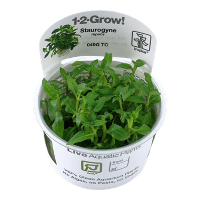 Tropica Staurogyne repens 1-2-GROW!