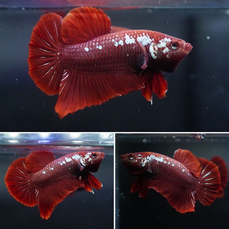 #16 (New Arrival) Rare Red Mamba Samurai Male Plakat Betta Fish – High Quality Live Aquarium Male Betta Fish