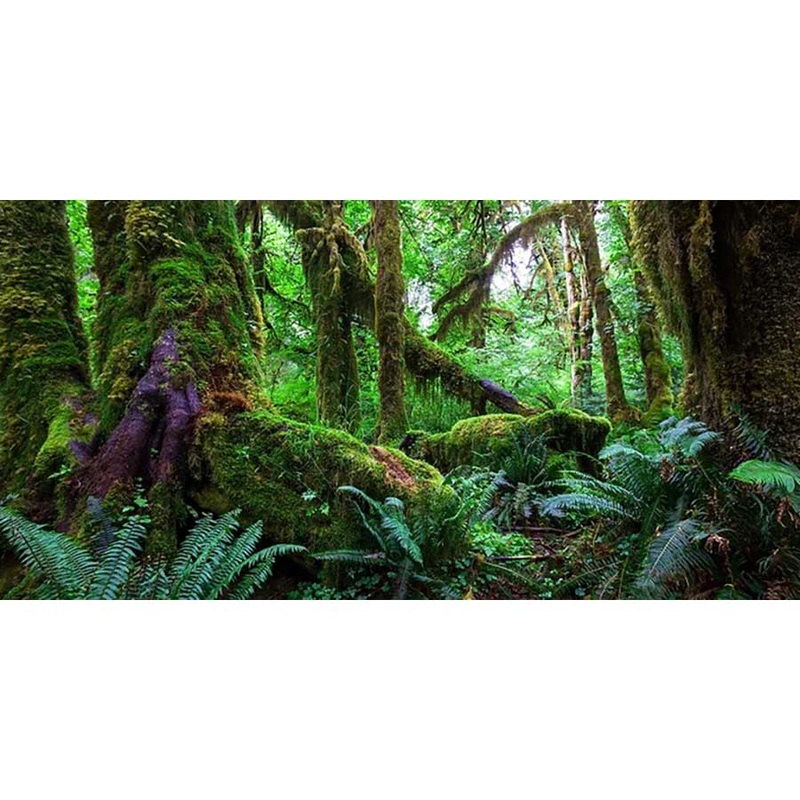Amazon – High Gloss Picture Background – (60,90,120cm wide options) Medium – 60cm Wide by 40cm High