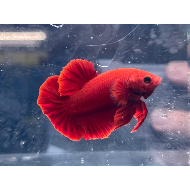 * Betta * Super Red HMPK #R2 (Actual Fish)