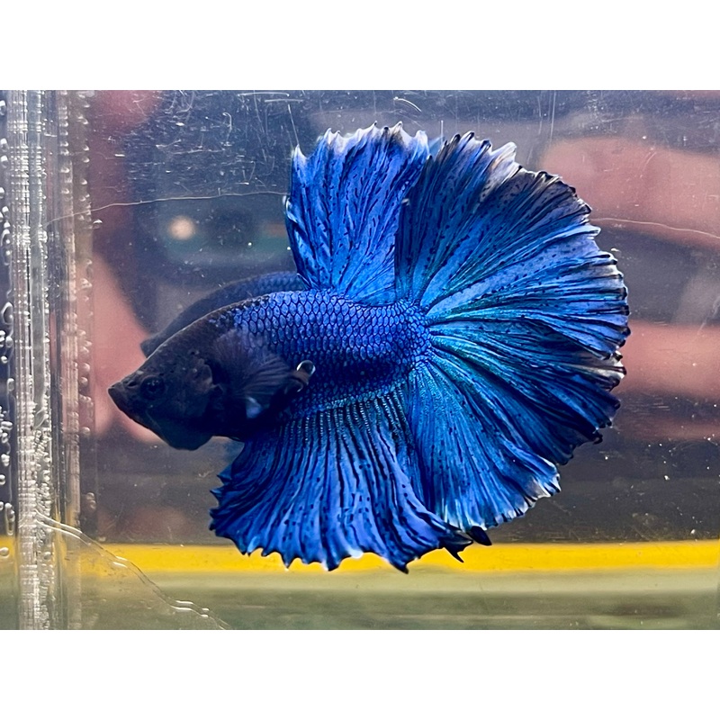 * Betta * Turquoise HM #HM63 (Actual Fish)