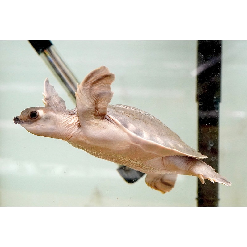 *Limited* Pig Nose Flying River Turtle size 8 1 Fish