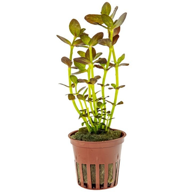 Tropica Bacopa Salzmannii ‘Purple’