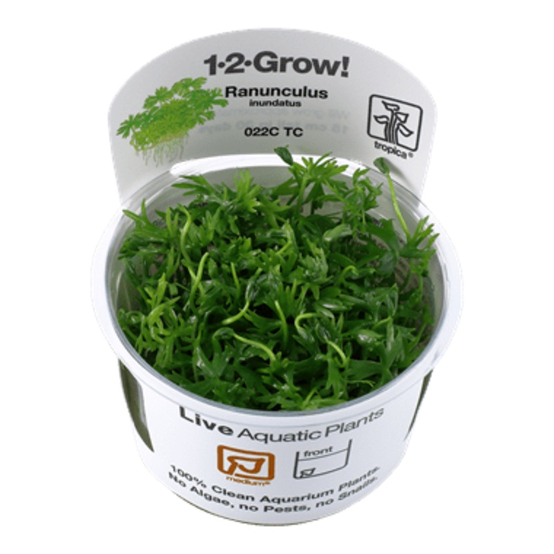Tropica Ranunculus inundatus 1-2-GROW!
