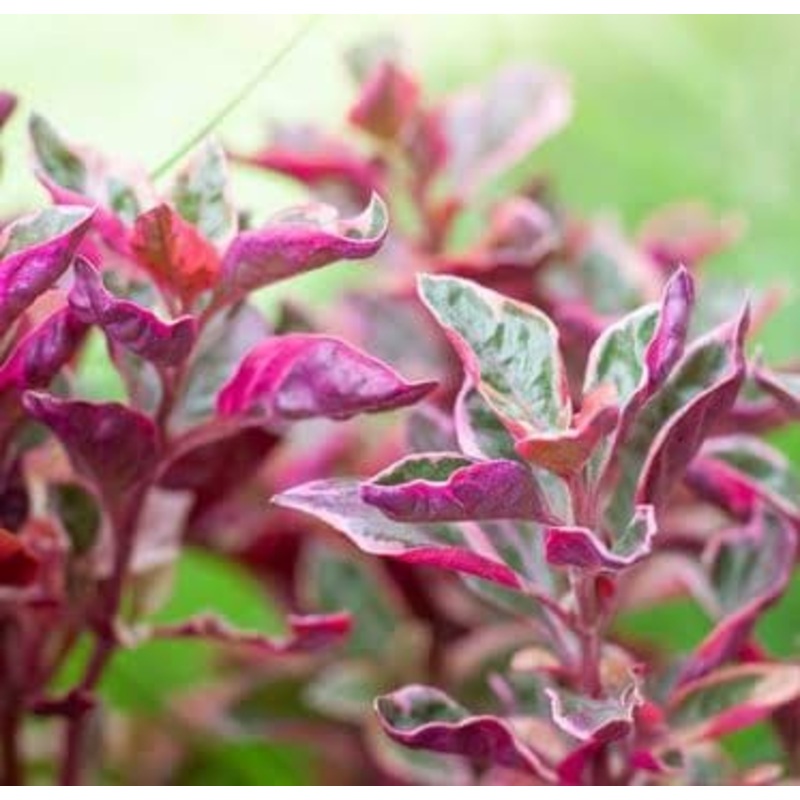 Alternanthera Calico Pink (single plant)