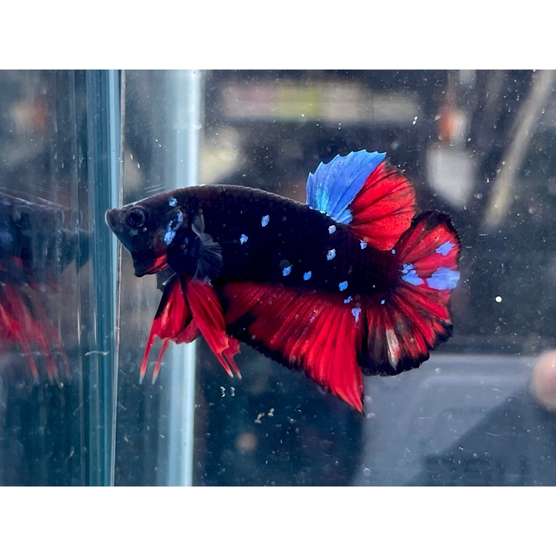 * Betta * Avatar HMPK #A12 (Actual Fish)