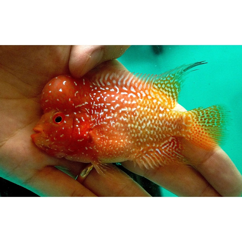*NEW #2 Golden Base Kamfa Male Flowerhorn (Mini Size 2.5) Potential Small Kamfa