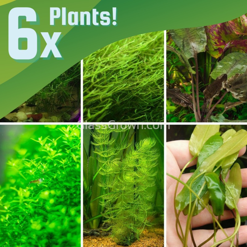 10 Gallon Walstad Tank Plant Starter Pack 6 Plants