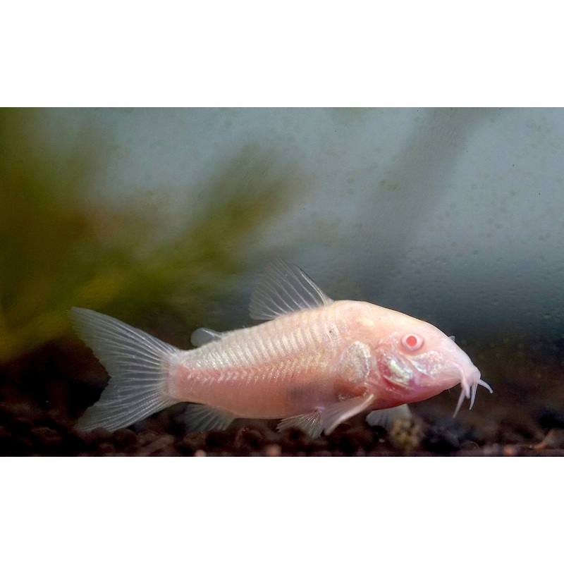 Albino Cory Cat Fish
