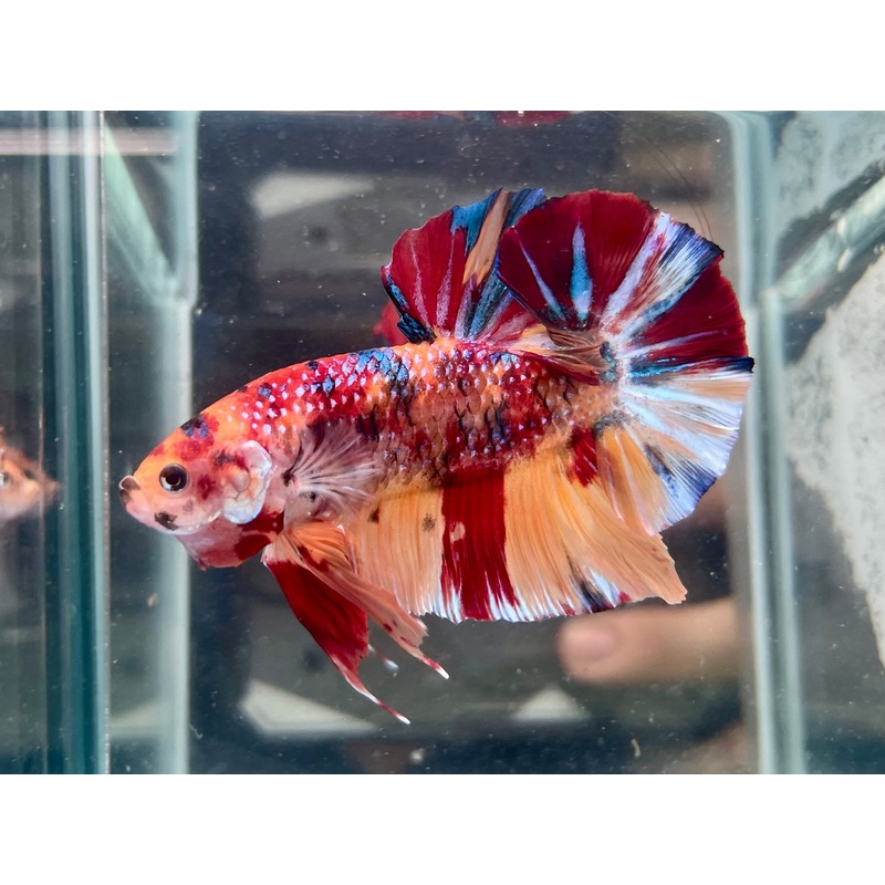 * Betta * Multi Giant HMPK #G10 (Actual Fish)