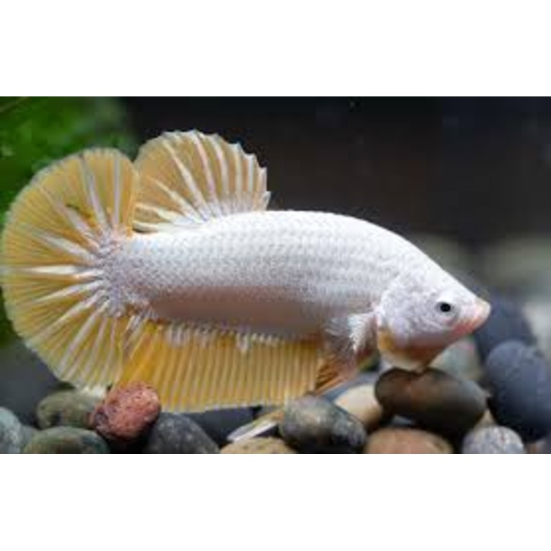 Yellow Dragon Male Betta