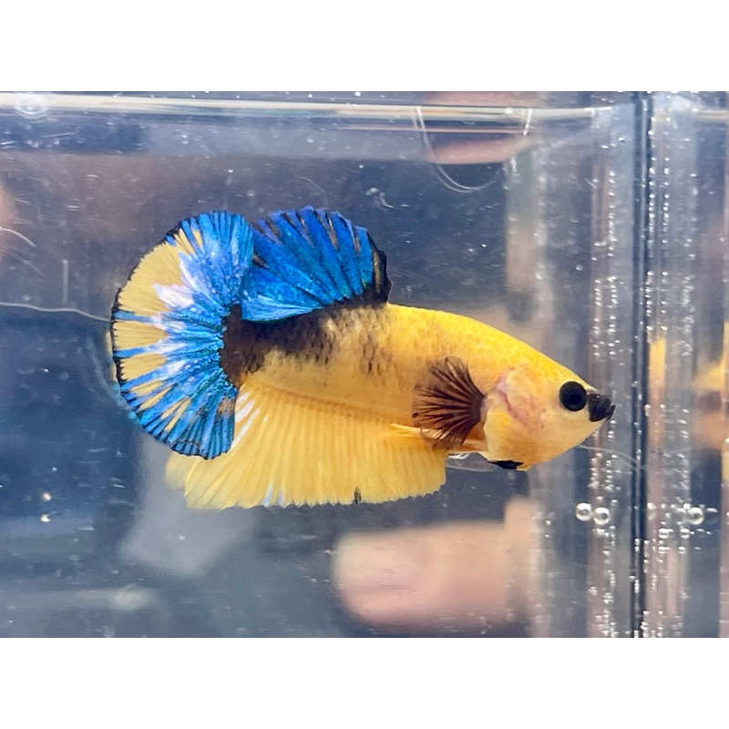 * Betta * Yellow Hellboy HMPK #Y1 (Actual Fish)