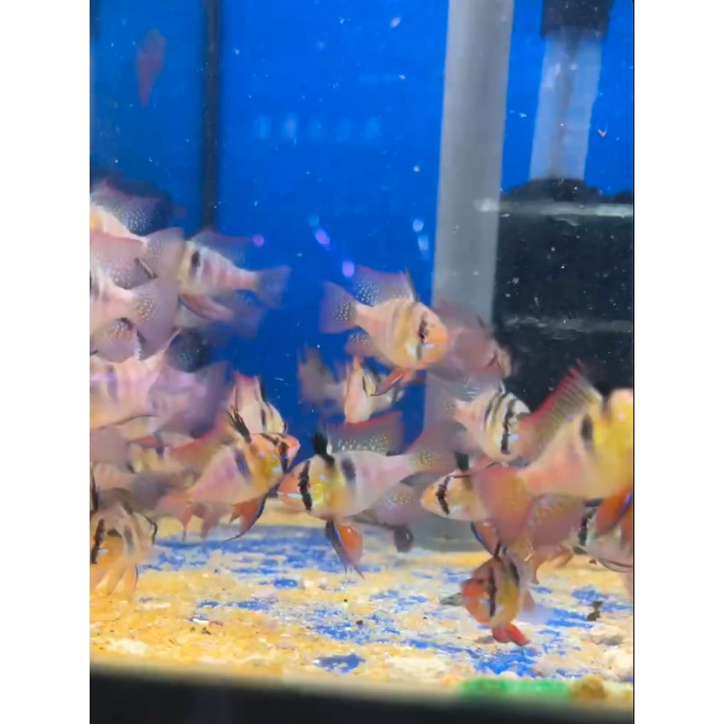 * Cichlids * German Rams (10 pieces)