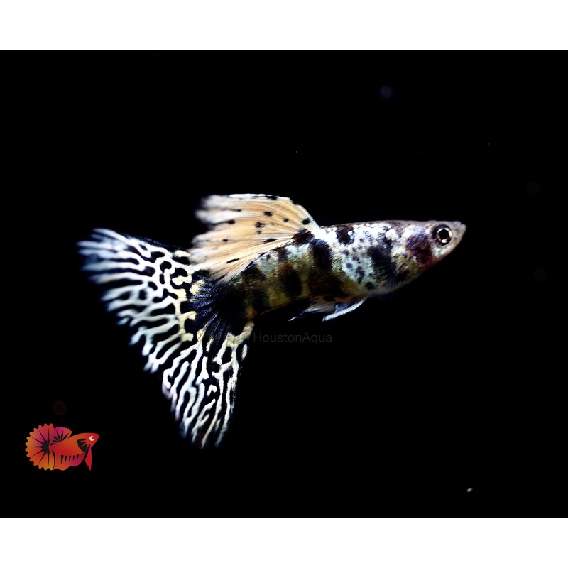 Yellow King Cobra Delta Big Tail Guppy