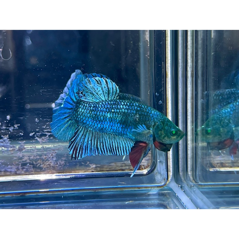 * Betta * HULK HMPK #HU26 (Actual Fish)