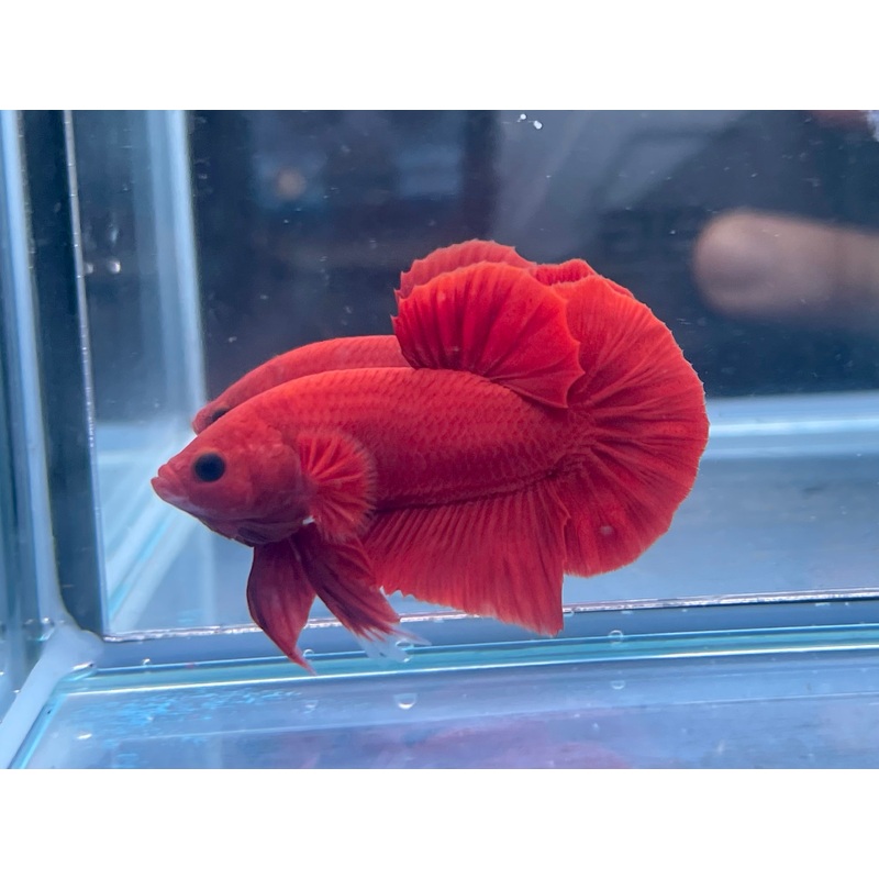 * Betta * Super Red HMPK #R1 (Actual Fish)