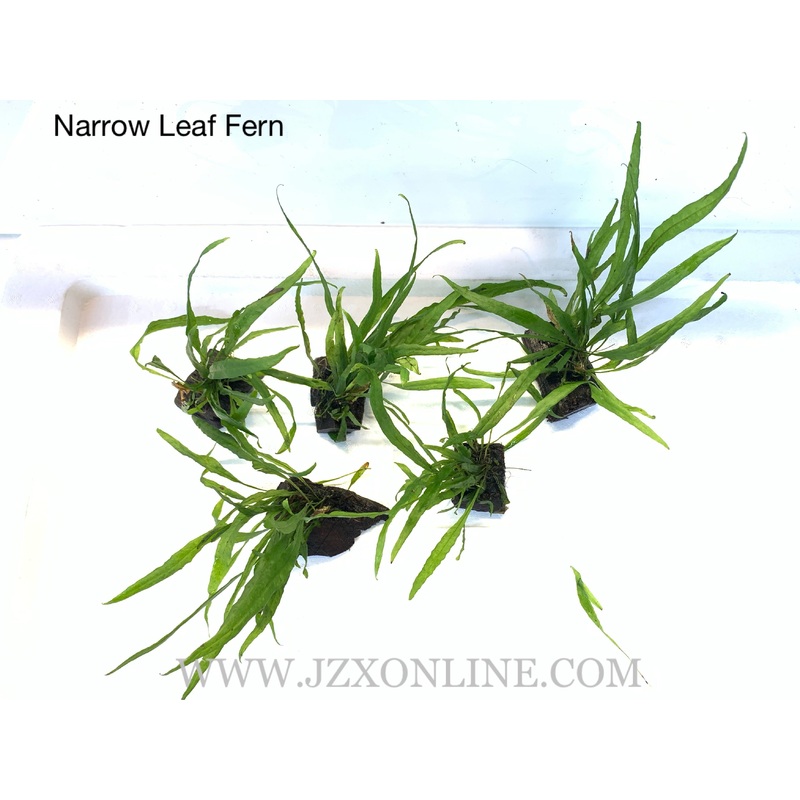 *Plants* Narrow Leaf Fern on wood (per piece)
