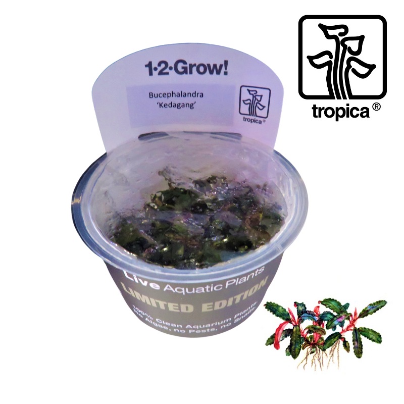Tropica In-Vitro 1-2-Grow! Bucephalandra Kedagang ‘Limited Edition’