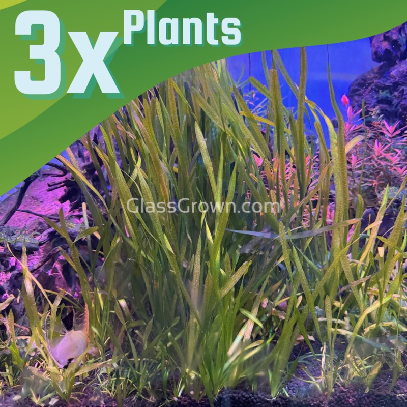 True Sagittaria Subulata 3x Plants