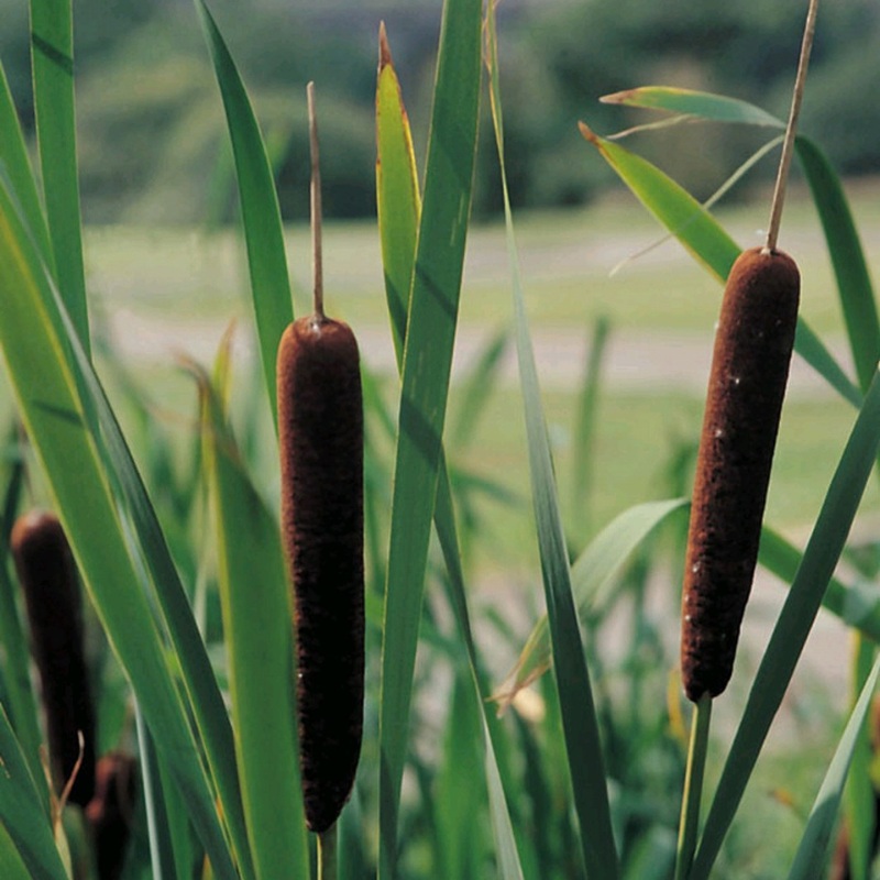 Typha Angustifolia Lesser Bulrush 9cm (3pk)