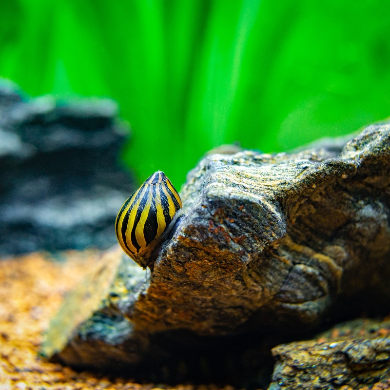 Zebra Nerite Snail Single (1)